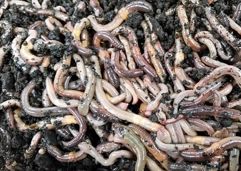 Live Canadian Nightcrawlers