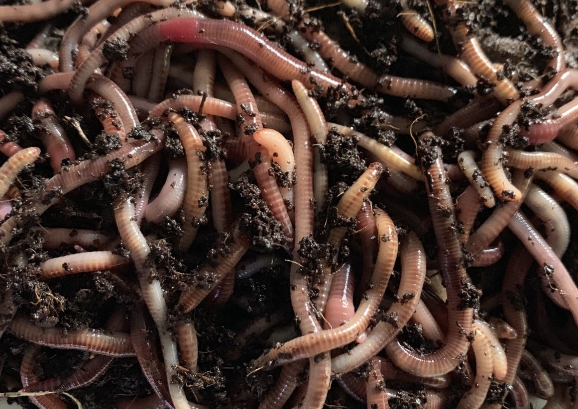 Live European Nightcrawlers